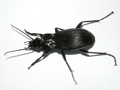 Pterostichus niger